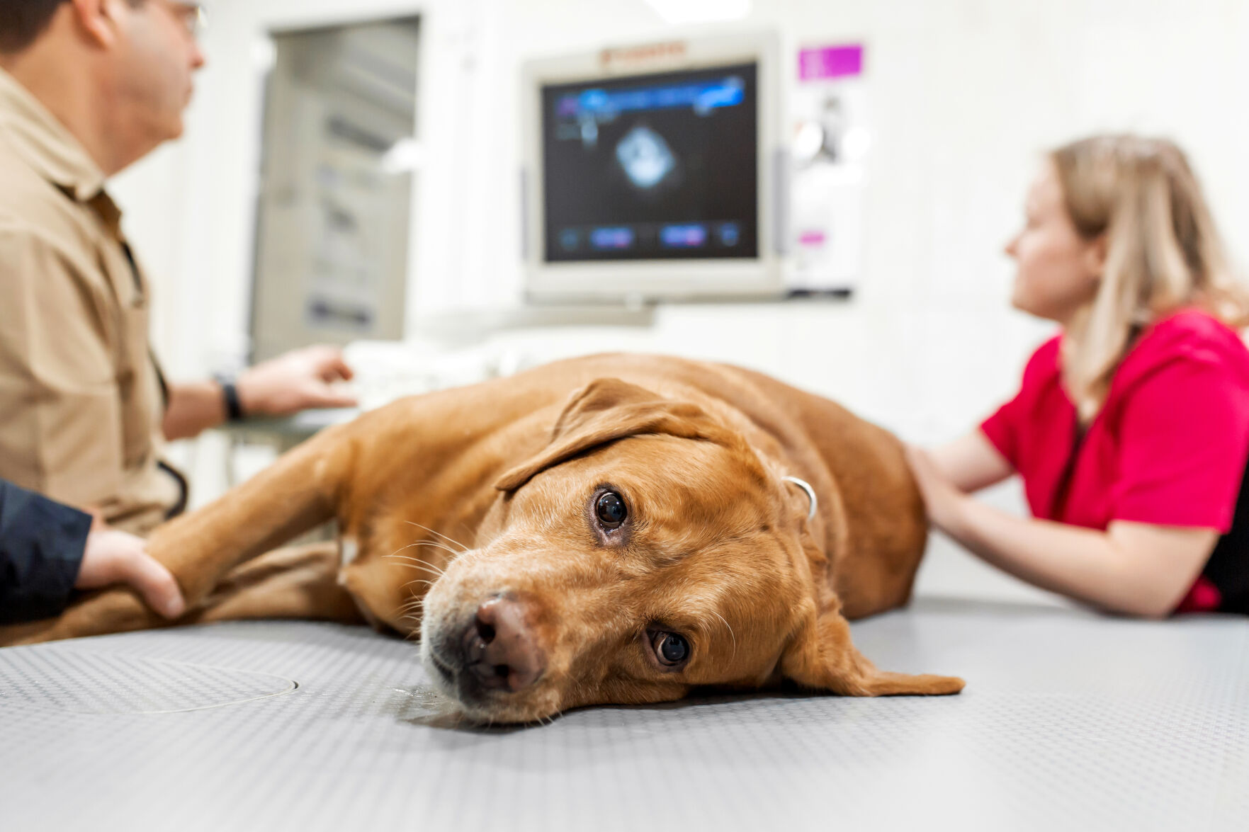 Congestive heart failure in dogs